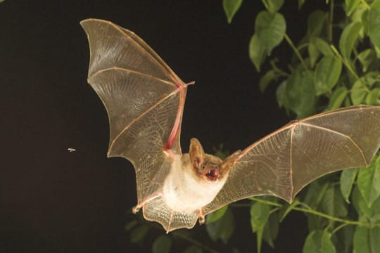 Das Große Mausohr zählt zu den typischen Fledermaus-Arten Mitteleuropas