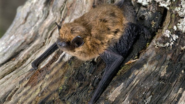 Die kleinen Zwergfledermäuse haben etwa die Größe einer Streichholzschachtel