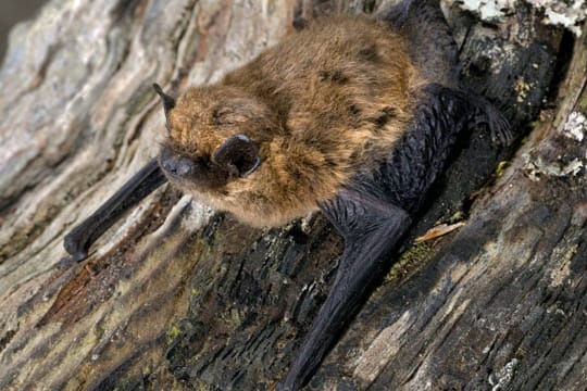 Die kleinen Zwergfledermäuse haben etwa die Größe einer Streichholzschachtel