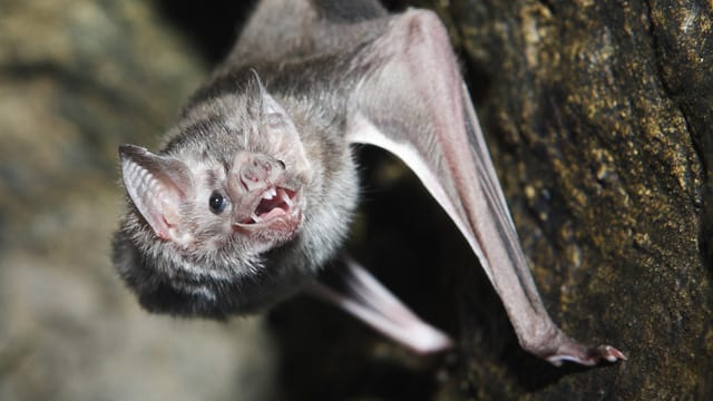 Vampirfledermäuse können Krankheiten wie Tollwut übertragen, daher werden sie in einigen Regionen gejagt