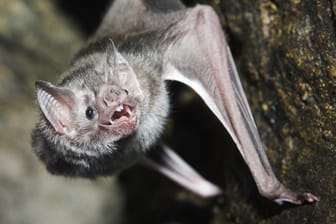 Vampirfledermäuse können Krankheiten wie Tollwut übertragen, daher werden sie in einigen Regionen gejagt