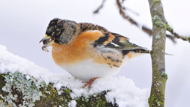 Bergfink-Männchen sind leuchtend orange gefärbt und haben einen gesprenkelten Bürzel