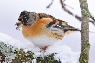 Bergfink-Männchen sind leuchtend orange gefärbt und haben einen gesprenkelten Bürzel