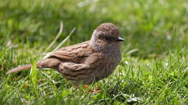 Die Heckenbraunelle hat große Ähnlichkeit zum Hausspatz