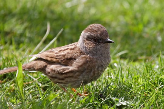 Die Heckenbraunelle hat große Ähnlichkeit zum Hausspatz