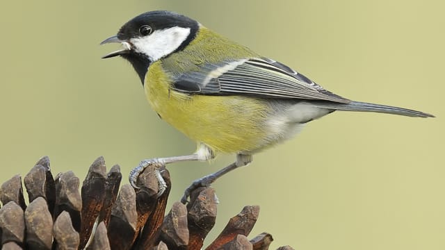 Die Kohlmeise singt sogar mehrstrophige Lieder