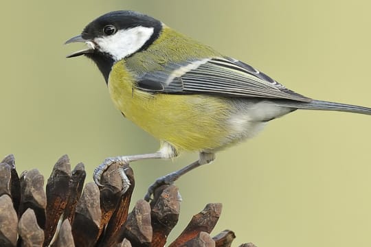 Die Kohlmeise singt sogar mehrstrophige Lieder