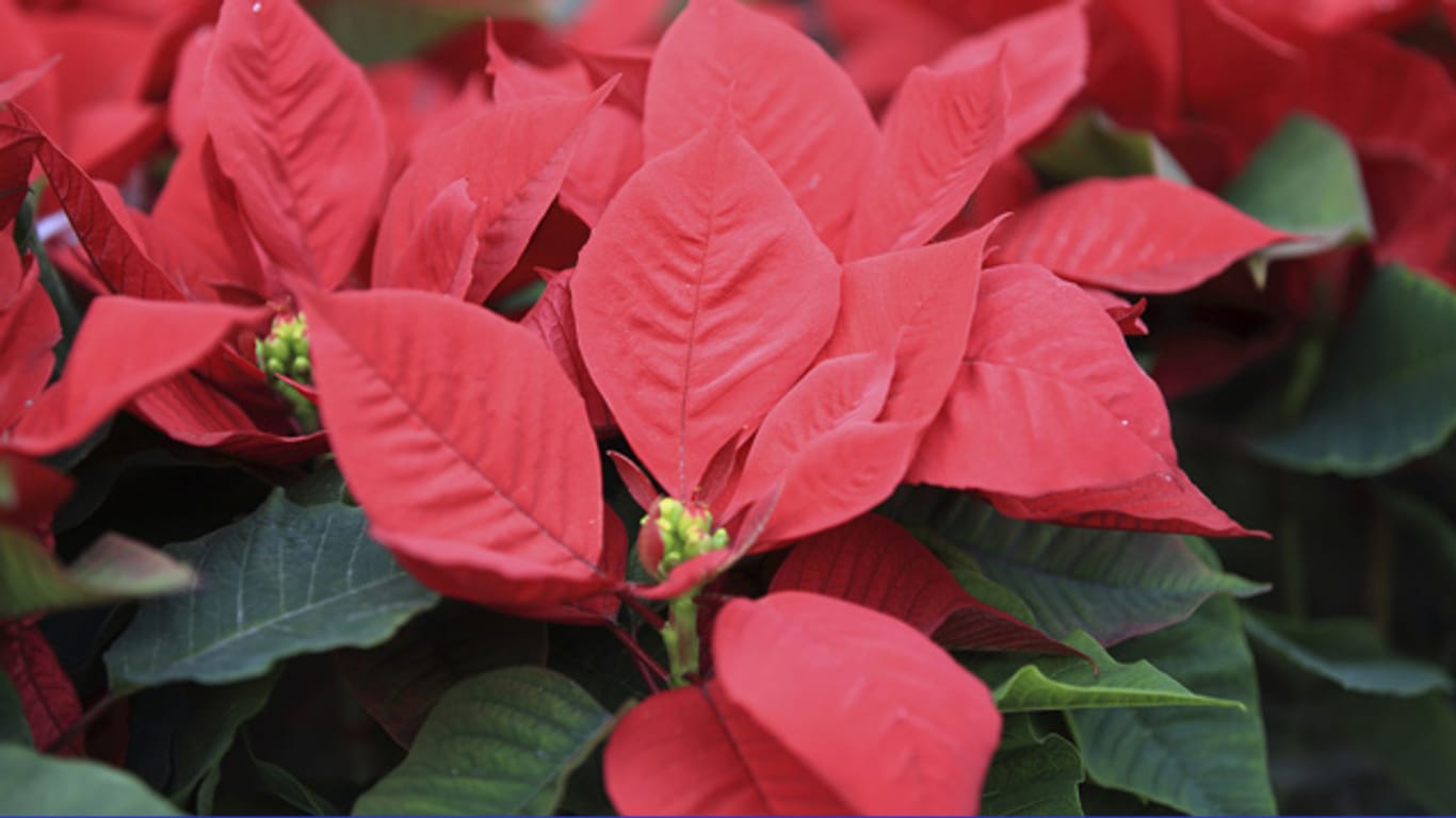 Beim Weihnachtsstern tragen die Hochblätter die charakteristische rote Färbung
