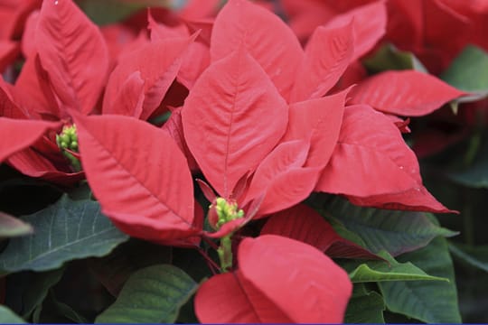 Beim Weihnachtsstern tragen die Hochblätter die charakteristische rote Färbung