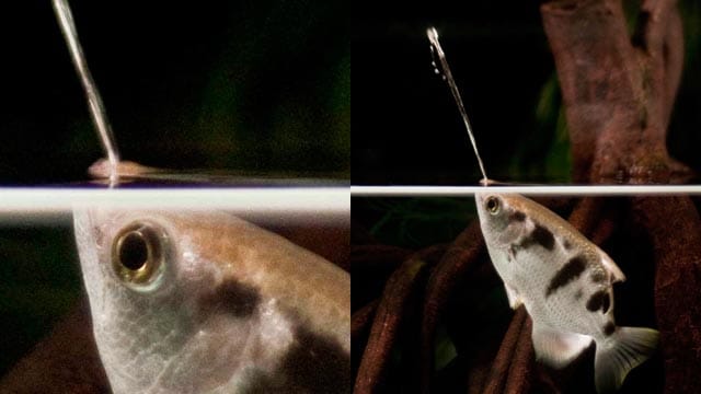 Schützenfische sind geschicktere Jäger