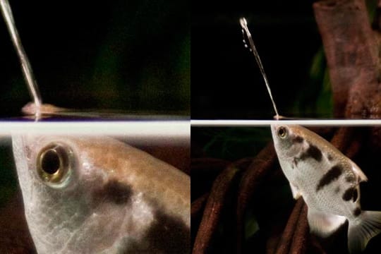 Schützenfische sind geschicktere Jäger