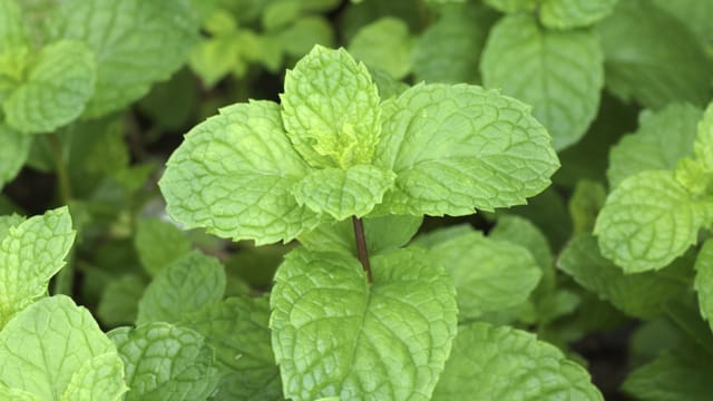 Die jungen Blätter der Minzpflanze sind besonders aromatisch