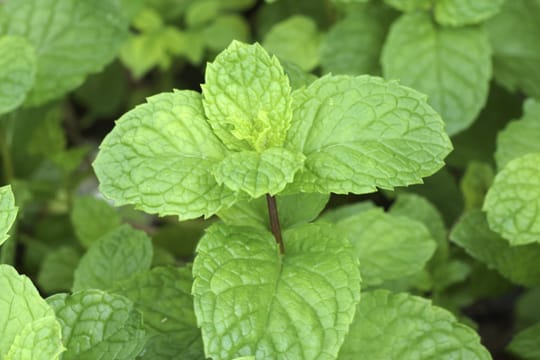 Die jungen Blätter der Minzpflanze sind besonders aromatisch