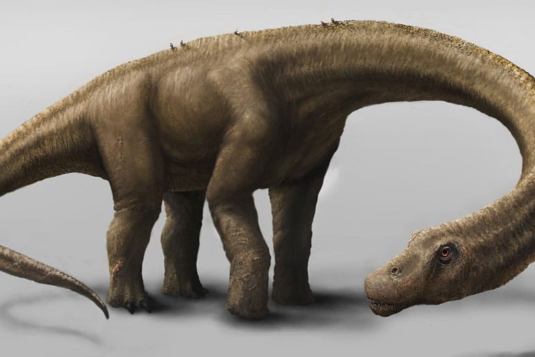 Forscher entdeckten in Argentinien einen der größten Dinosaurier weltweit. Es handelt sich um das am besten erhaltene Exemplar, das bisher gefunden wurde.
