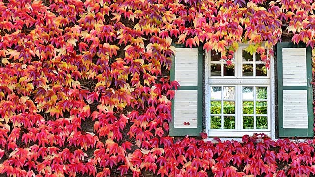 Wilder Wein färbt sich im Herbst leuchtend rot.