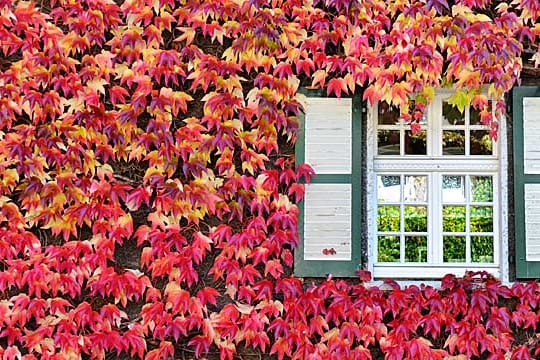 Wilder Wein färbt sich im Herbst leuchtend rot.