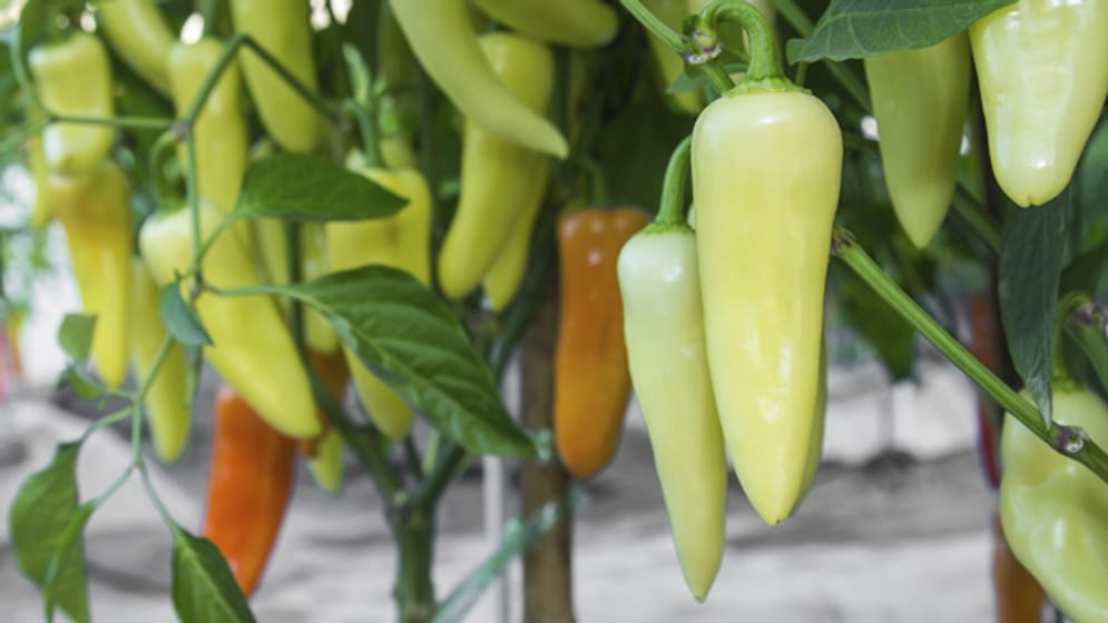 48+ Peperoni Pflanze Krankheiten, Einige konkurrieren um nährstoffe