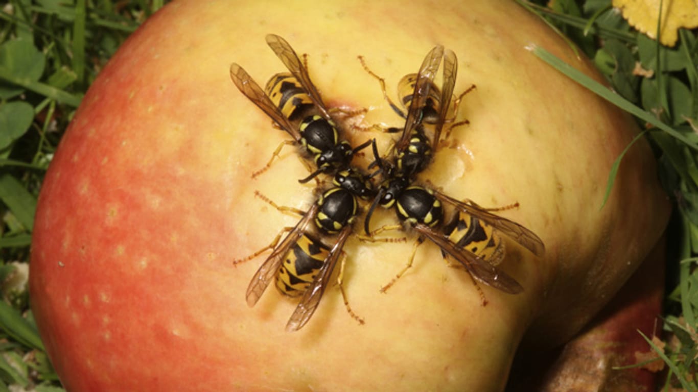 Wespen wittern süße Nahrung aus großen Entfernungen