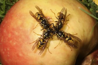 Wespen wittern süße Nahrung aus großen Entfernungen