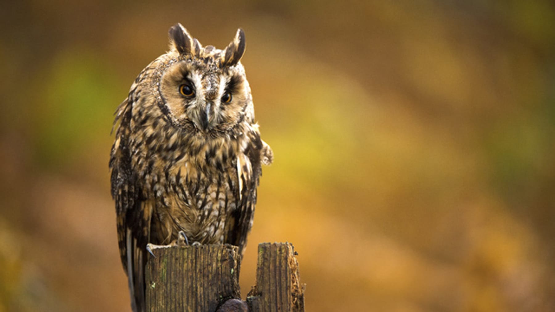 Eulen: Diese Arten gibt es in Deutschland