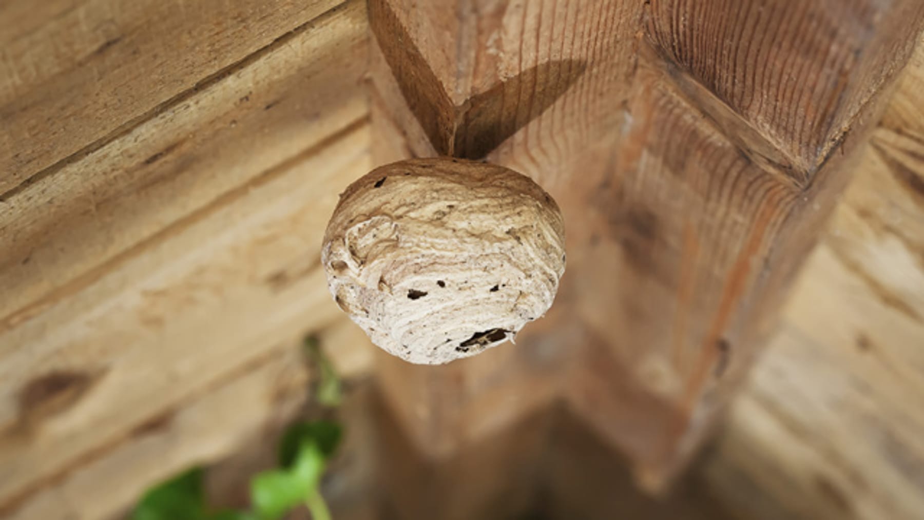 Wespennest erkennen: Unterschiede zu anderen Insekten