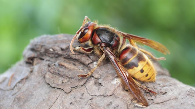 Die Hornisse (Vespa crabro) kann bis zu dreieinhalb Zentimeter groß werden