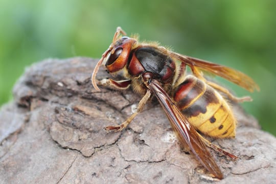 Die Hornisse (Vespa crabro) kann bis zu dreieinhalb Zentimeter groß werden