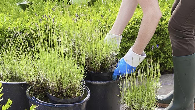 Praktisch: Lavendel im Topf pflanzen und dann einfach im Keller oder Wintergarten überwintern