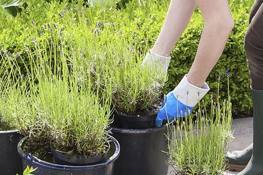 Praktisch: Lavendel im Topf pflanzen und dann einfach im Keller oder Wintergarten überwintern