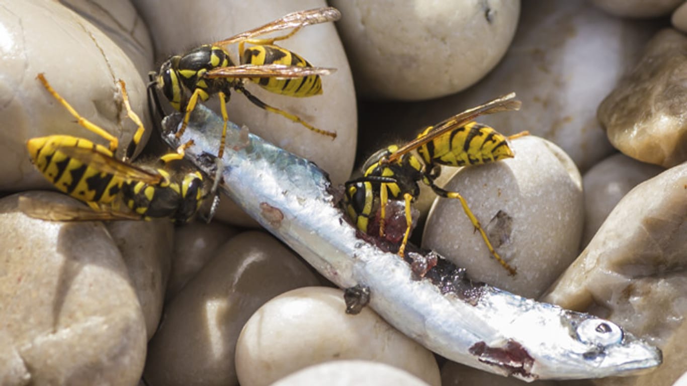 Wespen fressen sowohl Insekten, als auch Tierkadaver
