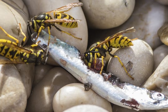 Wespen fressen sowohl Insekten, als auch Tierkadaver