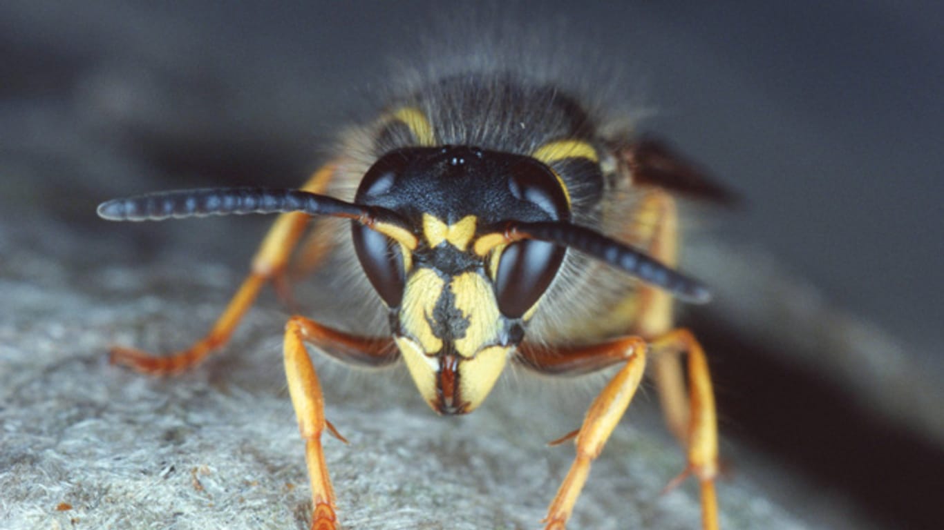 Die Sächsische Wespe ist nur schwer von anderen Arten zu unterscheiden