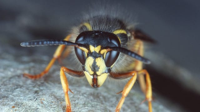 Die Sächsische Wespe ist nur schwer von anderen Arten zu unterscheiden