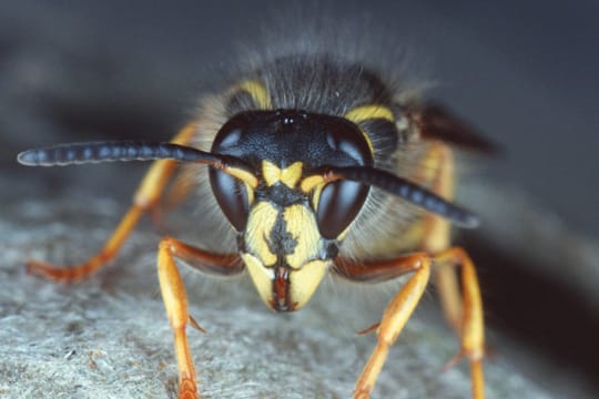 Die Sächsische Wespe ist nur schwer von anderen Arten zu unterscheiden