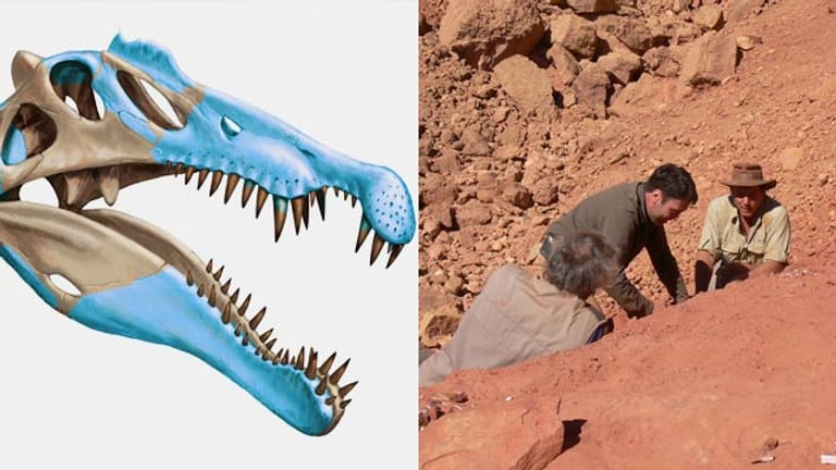 Der Spinosaurus aegyptiacus gilt in mehrfacher Hinsicht als ungewöhnlich.