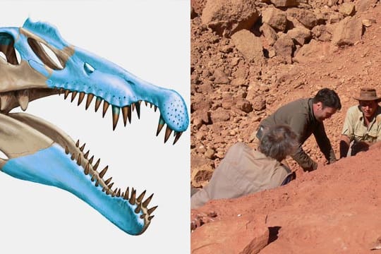 Der Spinosaurus aegyptiacus gilt in mehrfacher Hinsicht als ungewöhnlich.