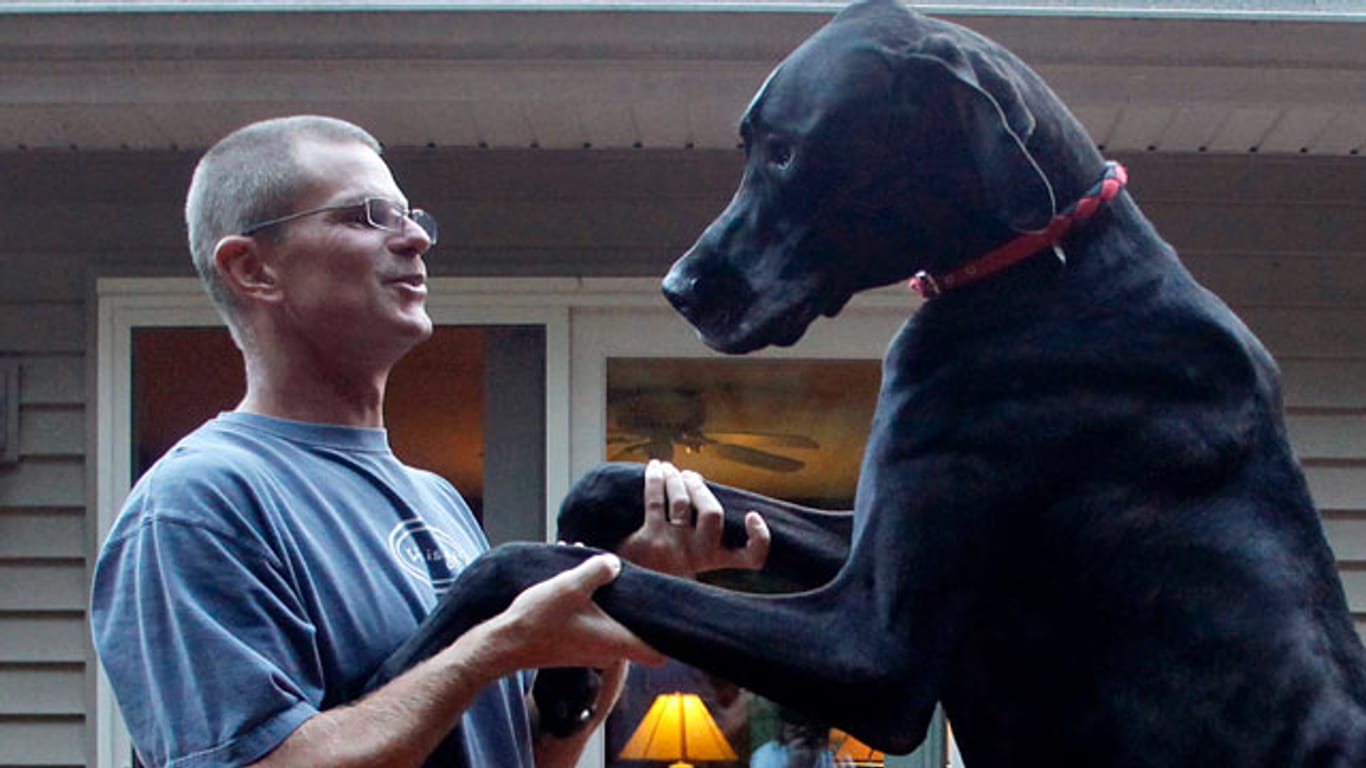 Zeus war der größte Hund der Welt