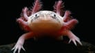 Axolotl sind wegen ihrer Fähigkeiten zur Regeneration ihres Körpers vor allem bei Wissenschaftlern beliebt.