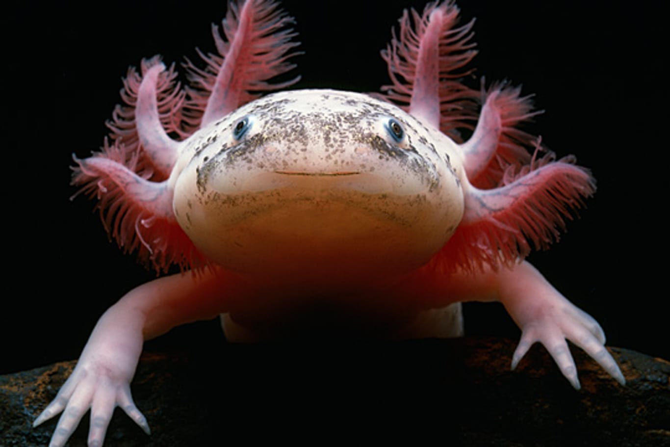 Axolotl sind wegen ihrer Fähigkeiten zur Regeneration ihres Körpers vor allem bei Wissenschaftlern beliebt.