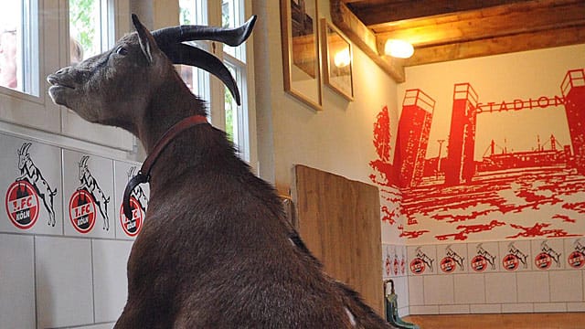 Hält Ausschau: Geißbock Hennes VIII. in seinem Domizil im Kölner Zoo.