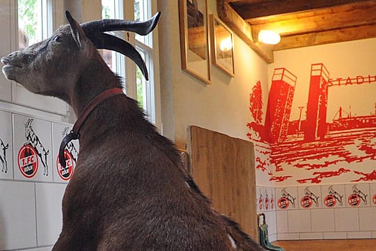 Hält Ausschau: Geißbock Hennes VIII. in seinem Domizil im Kölner Zoo.