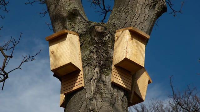 Fledermäuse finden nur noch wenige Orte, an denen sie nisten können. Wenn Sie einen Fledermauskasten selber bauen, können Sie den Tieren so einen Unterschlupf bieten