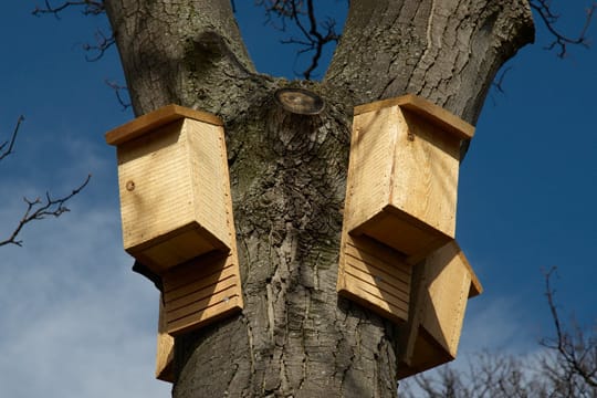 Fledermäuse finden nur noch wenige Orte, an denen sie nisten können. Wenn Sie einen Fledermauskasten selber bauen, können Sie den Tieren so einen Unterschlupf bieten