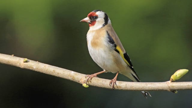 Eigentlich lebt der Major-Stieglitz in Sibirien. Hierzulande ist er vor allem ein Zuchtvogel