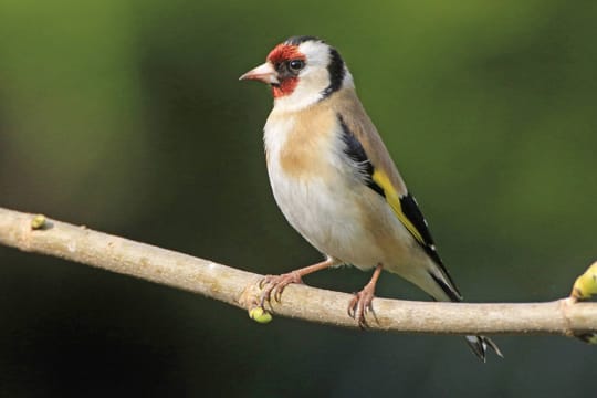 Eigentlich lebt der Major-Stieglitz in Sibirien. Hierzulande ist er vor allem ein Zuchtvogel