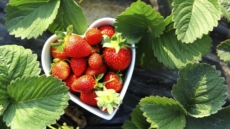 Erdbeeren enthalten zahlreiche Vitamine und sind in vielen Sorten erhältlich.