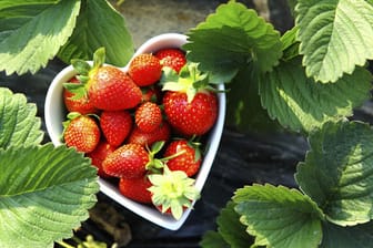 Erdbeeren enthalten zahlreiche Vitamine und sind in vielen Sorten erhältlich.