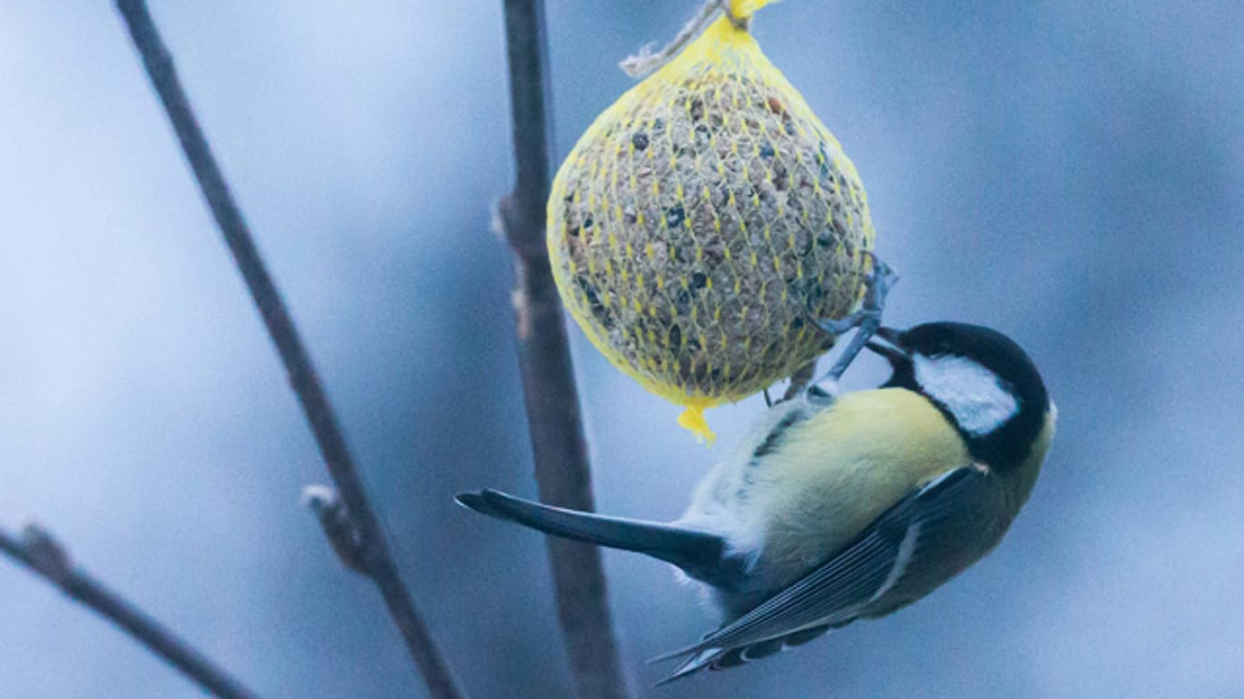 Die reichhaltigen Meisenknödel sind bei den kleinen Singvögeln äußerst beliebt
