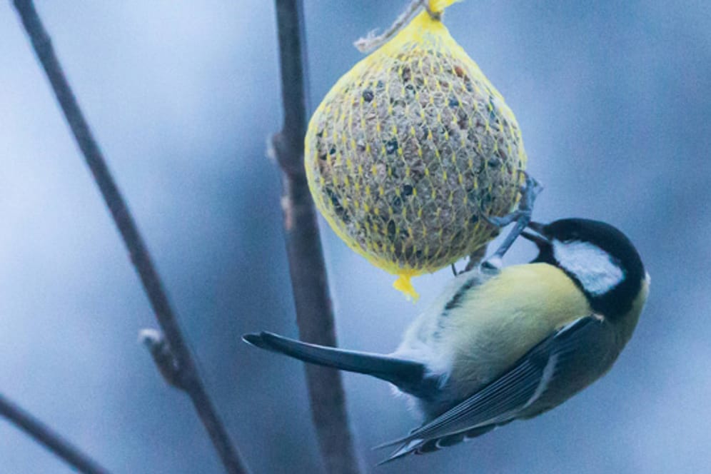 Die reichhaltigen Meisenknödel sind bei den kleinen Singvögeln äußerst beliebt