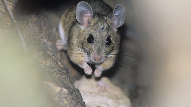 Mäuse leben gerne an unzugänglichen Stellen im Haus